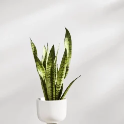 Iittala Nappula Ruukku 230x155 mm valkea
