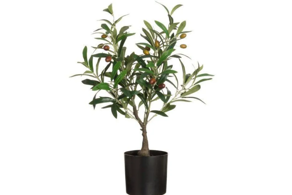 4Living oliivipuu ruukussa 60 cm