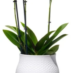 Villeroy&Boch Collier Vaasi 16,5x16,5x17,5cm valkoinen